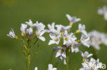 Pinksterbloem (Cardamine pratensis)