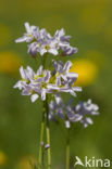 Pinksterbloem (Cardamine pratensis)