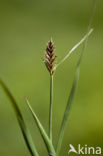 Platte bies (Blysmus compressus) 