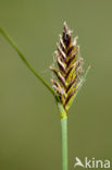 Platte bies (Blysmus compressus) 