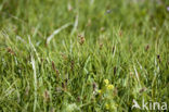 Platte bies (Blysmus compressus) 