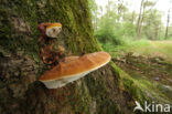 Platte tonderzwam (Ganoderma lipsiense)