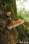 Platte tonderzwam (Ganoderma lipsiense)