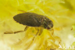 Waterbug (Ilyocoris cimicoides)