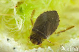 Waterbug (Ilyocoris cimicoides)