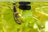 Waterbug (Ilyocoris cimicoides)