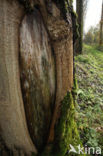 Poplar (Populus spec.)