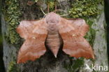 Poplar Hawk-moth (Laothoe populi)