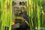 Purperreiger (Ardea purpurea) 