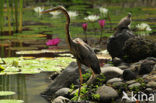 Purperreiger (Ardea purpurea) 