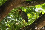 Purperreiger (Ardea purpurea) 