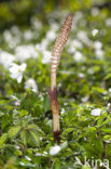 Great Horsetail (Equisetum telmateia)