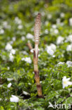 Great Horsetail (Equisetum telmateia)