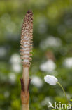 Great Horsetail (Equisetum telmateia)