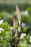 Reuzenpaardenstaart (Equisetum telmateia)