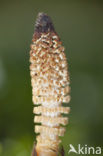 Reuzenpaardenstaart (Equisetum telmateia)