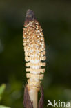 Great Horsetail (Equisetum telmateia)