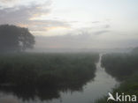 Riet (Phragmites australis)