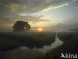 Riet (Phragmites australis)