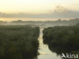 Riet (Phragmites australis)