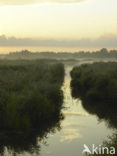 Riet (Phragmites australis)