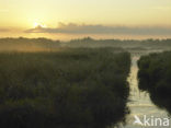 Riet (Phragmites australis)