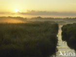 Riet (Phragmites australis)