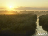 Riet (Phragmites australis)