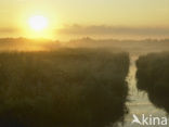 Riet (Phragmites australis)