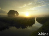 Riet (Phragmites australis)