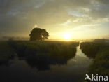 Riet (Phragmites australis)