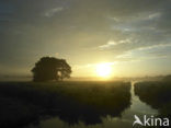 Riet (Phragmites australis)