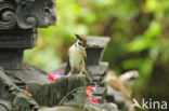 Eurasian Tree Sparrow (Passer montanus)