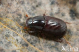 Aphodius rufipes