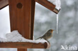 European Robin (Erithacus rubecula)