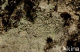 Beret lichen (Baeomyces rufus)