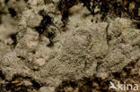 Beret lichen (Baeomyces rufus)