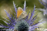 Roodstreephooibeestje (Coenonympha glycerion)