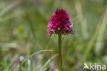 Roze vanilleorchis (Gymnadenia corneliana bournerasii)