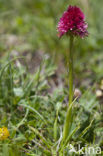 Roze vanilleorchis (Gymnadenia corneliana bournerasii)