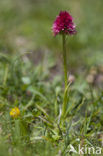 Roze vanilleorchis (Gymnadenia corneliana bournerasii)