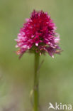 Roze vanilleorchis (Gymnadenia corneliana bournerasii)