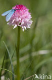 Roze vanilleorchis (Gymnadenia corneliana bournerasii)