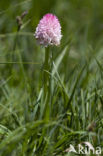 Roze vanilleorchis (Gymnadenia corneliana bournerasii)