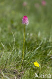 Roze vanilleorchis (Gymnadenia corneliana bournerasii)