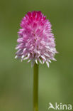 Roze vanilleorchis (Gymnadenia corneliana bournerasii)