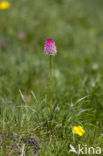 Roze vanilleorchis (Gymnadenia corneliana bournerasii)