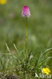 Roze vanilleorchis (Gymnadenia corneliana bournerasii)