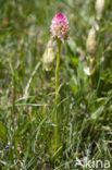 Roze vanilleorchis (Gymnadenia corneliana bournerasii)