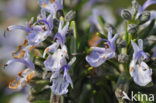 Rozemarijn (Rosmarinus officinalis)